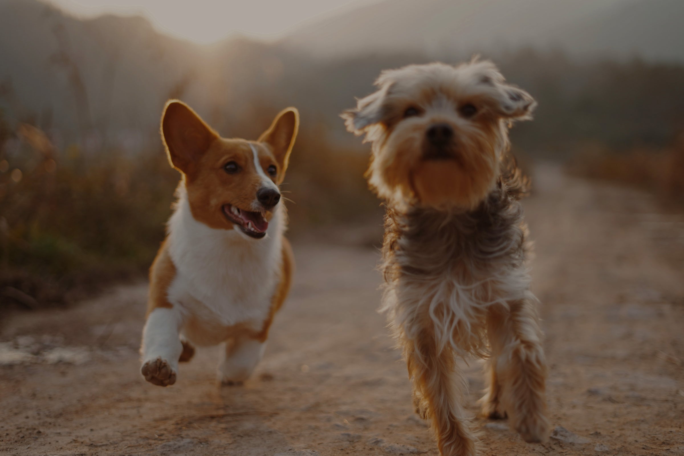 #WUFFKIND PHILOSOPHIE